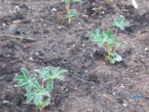 Blog 6